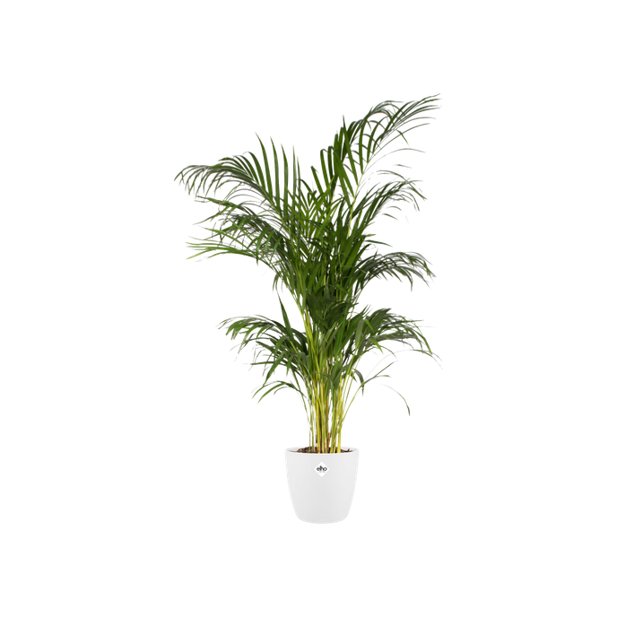 brussels round 25cm white